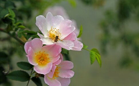 Insect blossom bloom photo
