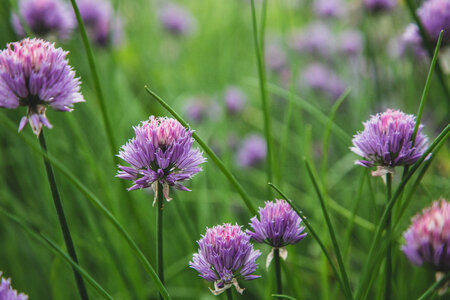 Chives Blossoms photo