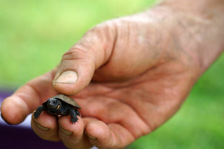 Young bog turtle in hand photo
