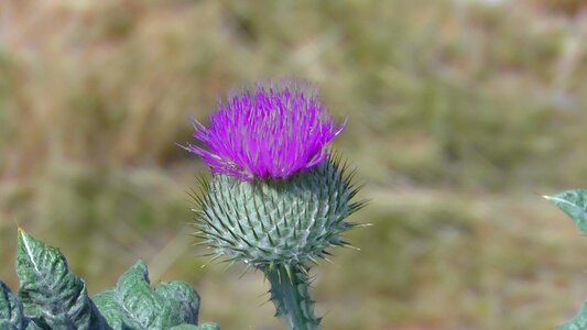 Nature beautiful flower