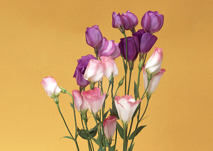 Bouquet of eustoma flowers photo