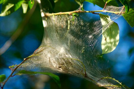 Silk tissue track