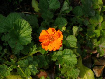 Garden nature spring