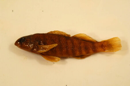 Etheostoma caeruleum-2