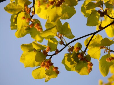 Tree leaves inflorescence