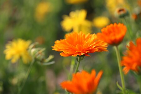 Calyx orange yellow photo