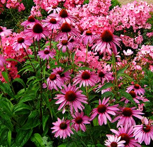 Tiresome flowers bed photo