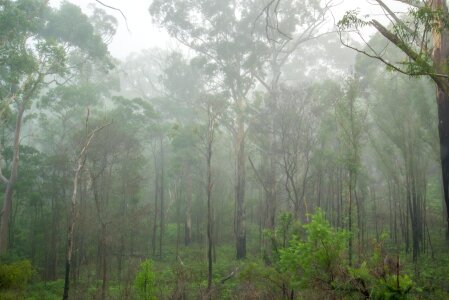 Australia jungle rainforest