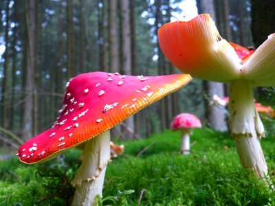 Red fly agaric mushroom toxic spotted