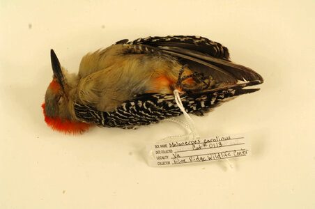 Melanerpes carolinus