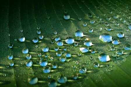 Banana tree garden leaf photo