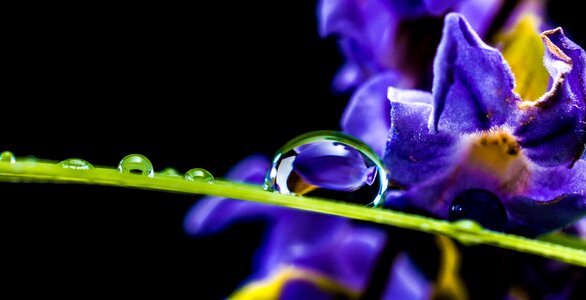 Blossom bloom macro