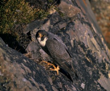 A Peregrine Falcon perched on a stump photo