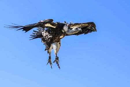 Animal avian beak