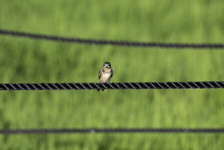 Small Bird sitting on the Rope at Horicon Marsh
