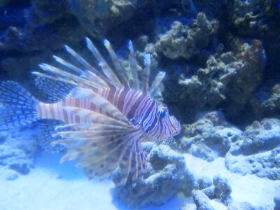Coral saltwater fish underwater