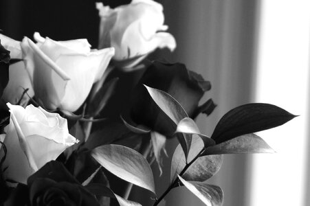 Black And White blossom bouquet photo