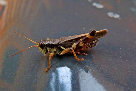 Nature animal macro