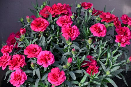 Bouquet carnation nature