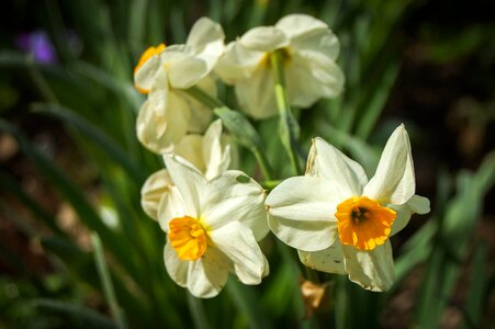 Beautiful Flowers blooming blossom