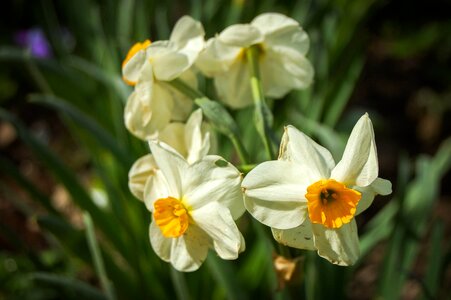 Beautiful Flowers blooming blossom photo