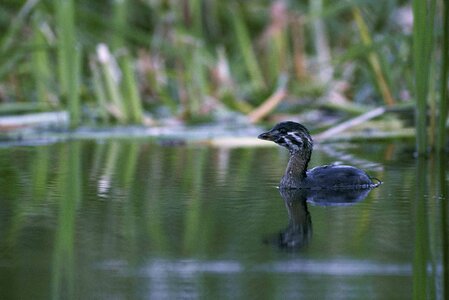 Anchor aquatic bird bathe photo