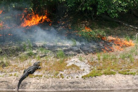 Alligator fire photo