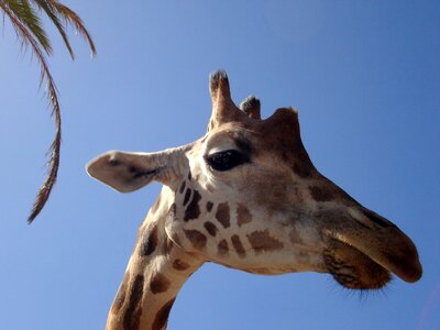 National park animal nature