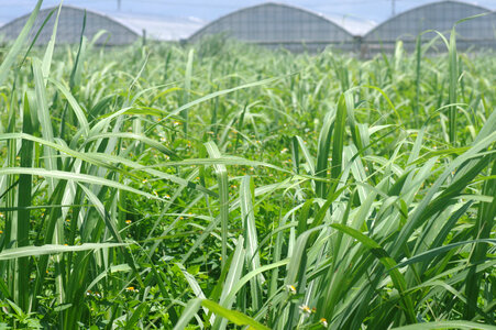 4 Sugarcane field photo