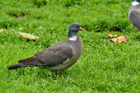 Green Grass pigeon wildlife