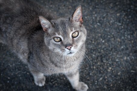 Animal cat claw photo