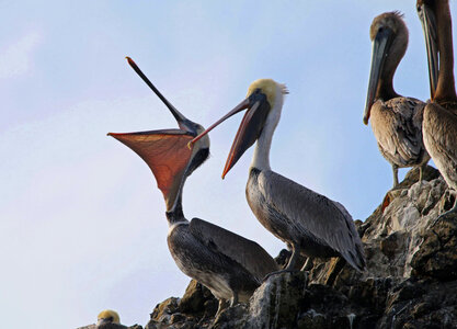 Brown Pelicans photo