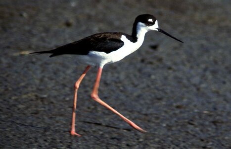 Black stilt 