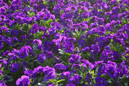 Viola wittrockiana violet purple