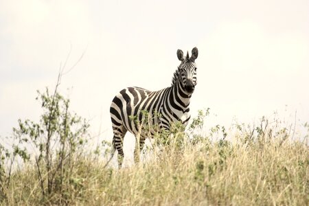 Serengeti tanzania baby zebra photo