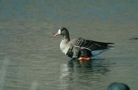Bird goose white