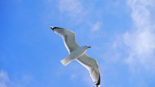 Wing coast clouds photo