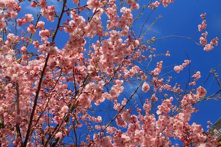Spring almond blossom almond tree