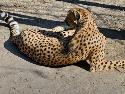 Wildlife wild cheetah