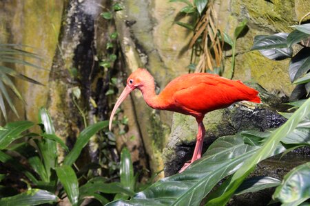 Animal pink feathers scarlet ibis