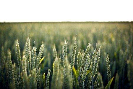 Crop field grain photo