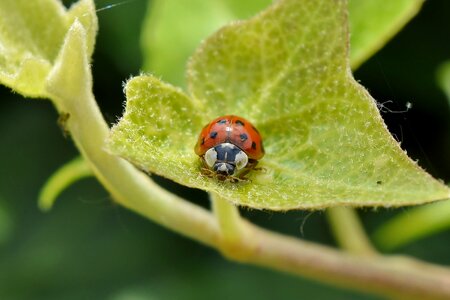 Detail green leaves ladybug