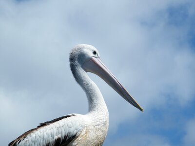 Animal australian-pelican beak photo