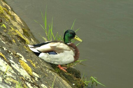 Duck male wild duck
