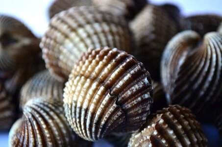 Marine seafood pile