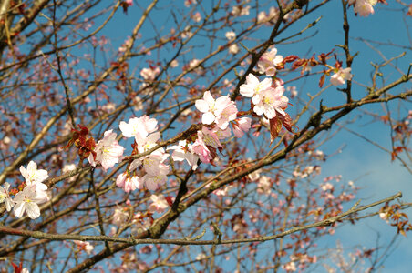 15 Cherry tree