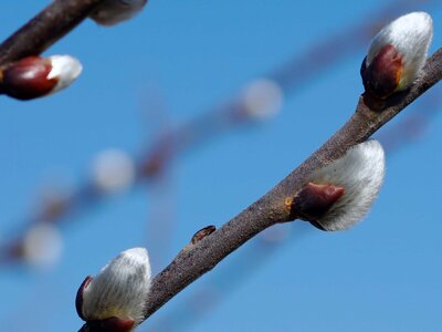 Beautiful Flowers biology bird