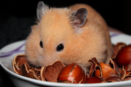 Hamster animal nuts