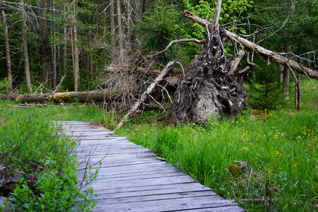 Wooden bridge for walk in the forest photo