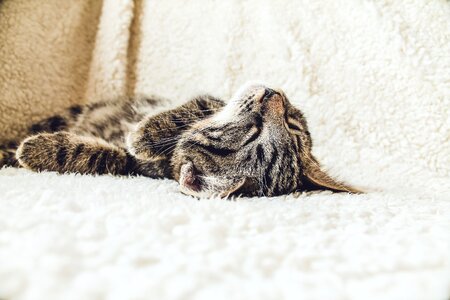 Brown Tabby Kitten Cat Sleeping photo